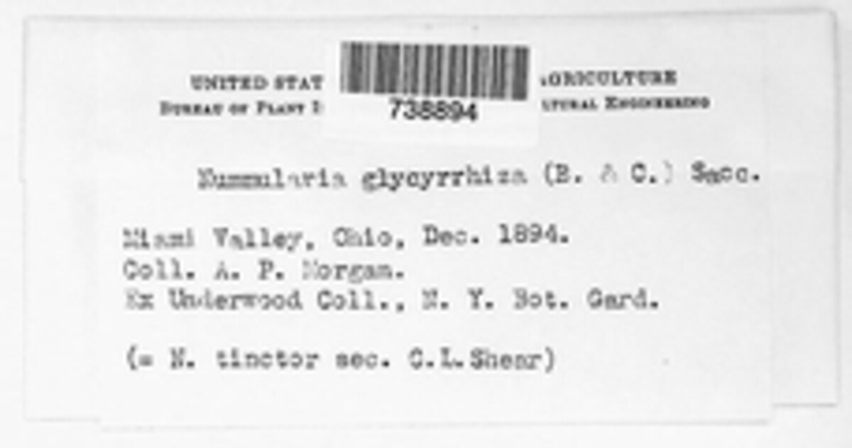 Hypoxylon glycyrrhiza image
